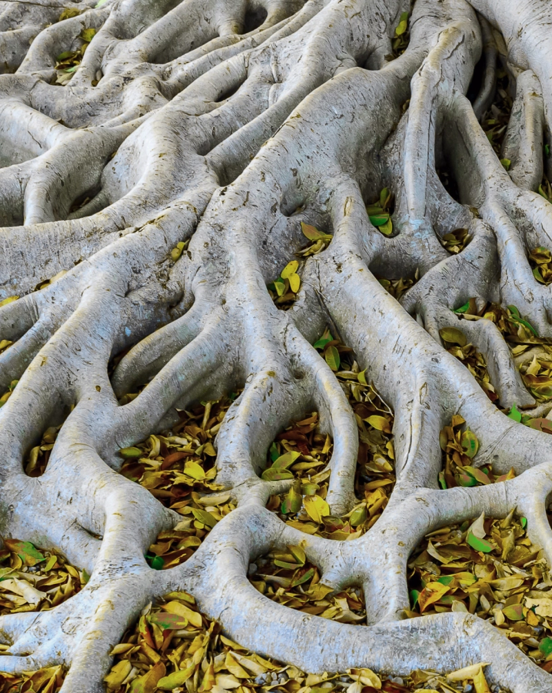 Wurzeln von einem gro&szlig;en Baum